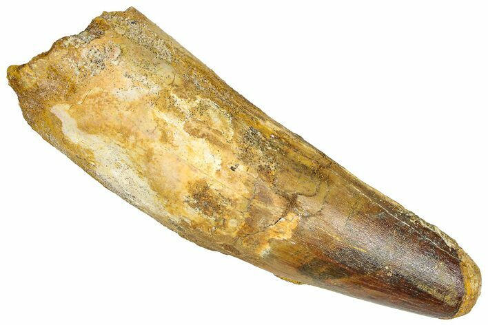 Real Fossil Spinosaurus Tooth - Feeding Worn Tip #365659